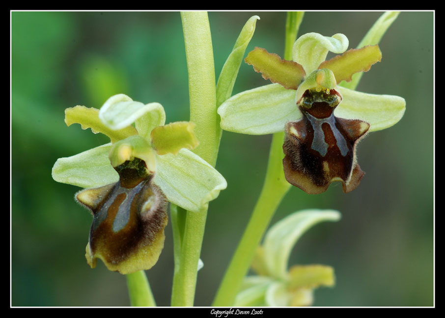 Ophrys sphegodes